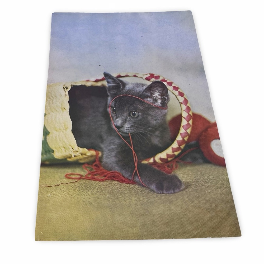Unused Vintage Gray Kitten Postcard 60s Clara Faulkner Mike Roberts‎ C3677G gray